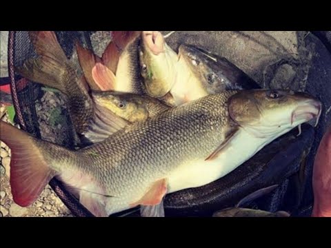 Видео: Дедовской снастью на КИЛЬКУ в ТОМАТНОМ соусе. Бешеный клев усача.