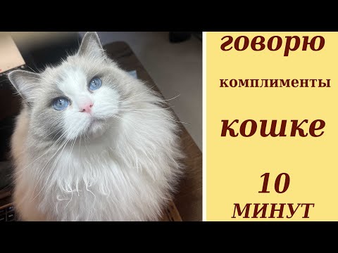 Видео: говорю КОТУ комплименты 10 минут