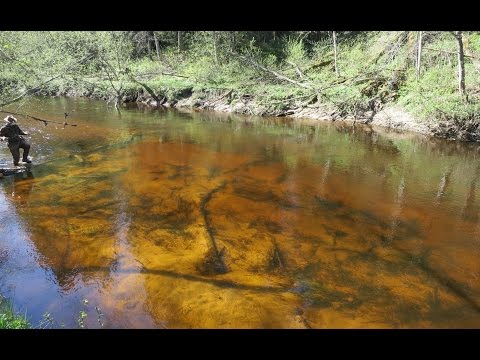 Видео: Форель лесных ручьёв.