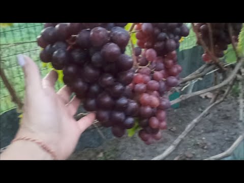 Видео: 💁🍇 Как я вырастила виноград в Подмосковье сначала и до сбора урожая 🍇🍇🍇