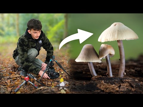 Видео: Макрофотография в разгар сезона грибов