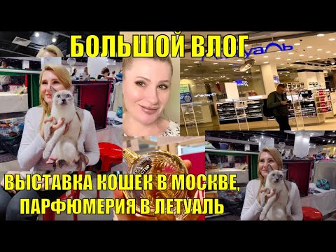 Видео: МОСКВА. ВЫСТАВКА КОШЕК РОСКОШ В МАРТЕ / МАГАЗИН ЛЕТУАЛЬ , КОШКА ЦЕЛЕСТИНА ТАЙСКАЯ ЛЕГЕНДА НА РИНГАХ
