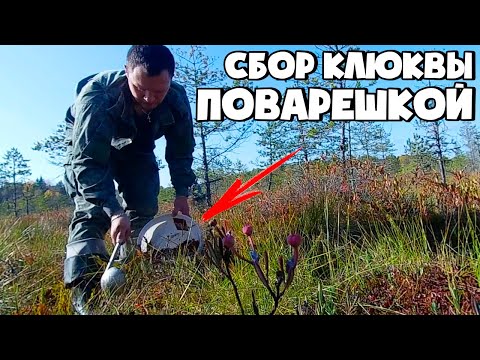 Видео: ОЧЕНЬ БЫСТРЫЙ СПОСОБ СБОРА КЛЮКВЫ! СБОР КЛЮКВЫ ПОВАРЕШКОЙ