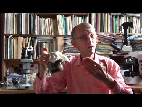 Видео: Эти Ужасные Мучные Клещи и Жук-Знахарь 04.09.2014