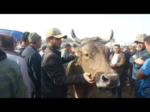 Видео: МОЛБОЗОРИ КУМСАНГИР ГОВИ 80 ҲАЗОР СОМОНА ТАМОШОИ БАРҲАВО ДӮСТОН 
