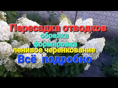 Видео: Всё о пересадке отводков гортензии. Обрезка, формировка, подкормка.