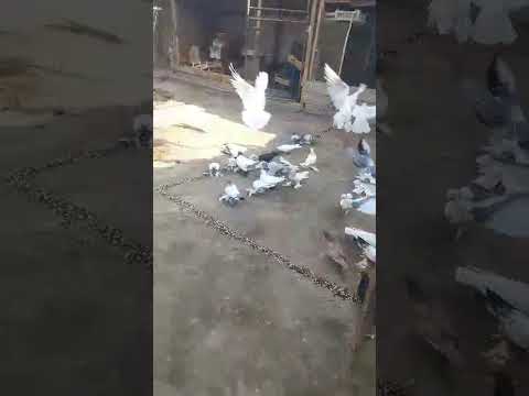 Видео: 5 октября 2025 г.