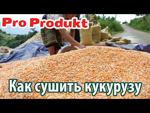 Видео: Как сушить кукурузу