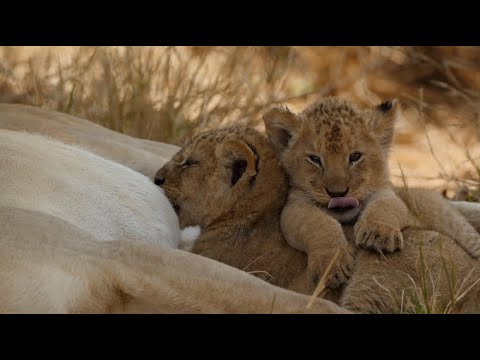 Видео: 20 самых милых львят в мире.(17-15) [Африканское Сафари Плюс⁺] 184