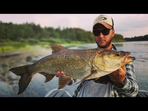 Видео: ТРОФЕЙНЫЙ ЖЕРЕХ! 3820 ЧИСТОГО АДРЕНАЛИНА!!!