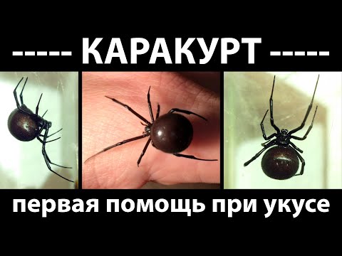 Видео: Берём каракурта на руки. Симптомы и первая помощь при укусе чёрной вдовы