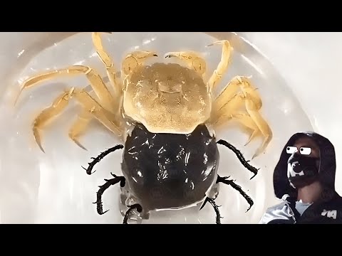 Видео: Как Умирают Крабы?
