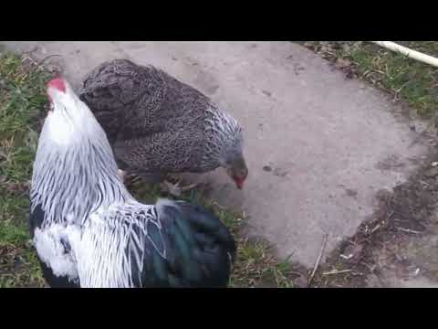 Видео: Сладкая парочка карликовых виандотиков