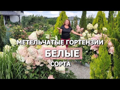 Видео: КАКИЕ МЕТЕЛЬЧАТЫЕ ГОРТЕНЗИИ ОСТАЮТСЯ БЕЛЫМИ | Белые сорта метельчатых гортензий