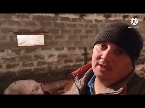 Видео: Быки или Свиньи ,Что Лучше Моё Мнение ..