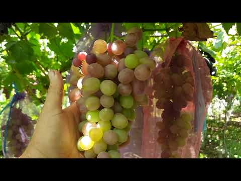 Видео: ЧАСТЬ 2