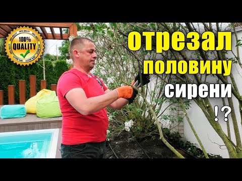 Видео: Мастер-класс Стрижка сирени. Когда, как, что обрезать? Обрезка сирени зонтом, форма мульти-штамб.