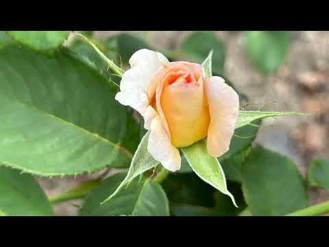 Видео: Роберт Катчиев «Къара кёзюме»