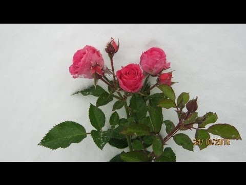 Видео: Уход за комнатной розой после пересадки.