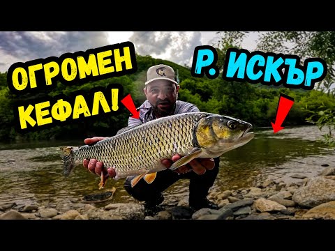 Видео: ТРОФЕЕН  КЕФАЛ на р. ИСКЪР до София! РЕКОРДЕН брой риби от ЕДНО място!