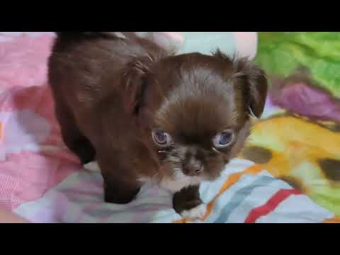 Видео: #Скидки до 09.11.25 Анфиса открыта для резерва #купитьчихуахуапродаю +79215950848