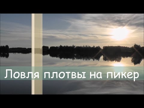 Видео: Ловля плотвы на пикер