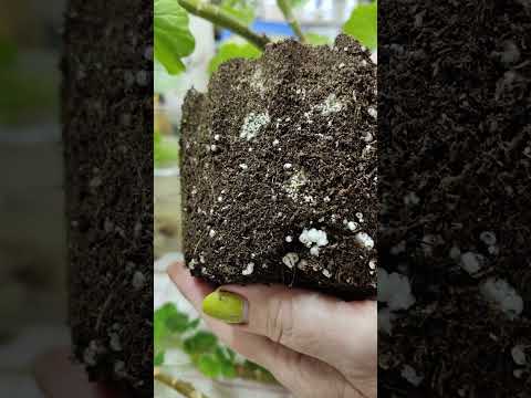 Видео: Мучнистый червец.Методы борьбы. Пересадка пеларгоний. 🍀🌼☘️#комнатныерастения #пеларгонии #вредители