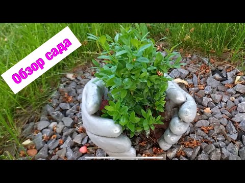 Видео: Мой сад в начале июня. Обзор дачного участка. 2022