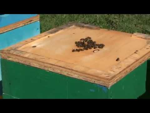 Видео: Альпийский улей, по пути Хомича. Кочевка