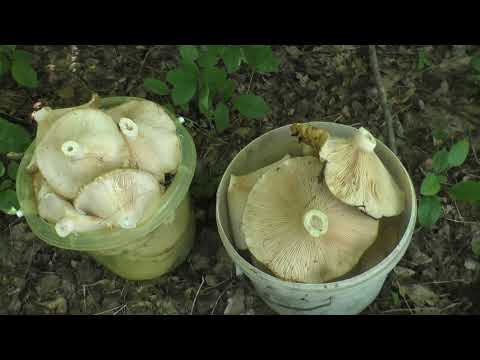 Видео: Грузди! Июль 2021г! Косили косой!