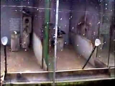 Видео: Вольеры для водоплавающих. Полежай Виталий