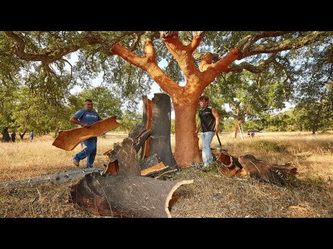 Видео: Как в Португалии делают винные пробки из пробкового дуба | Как это делается