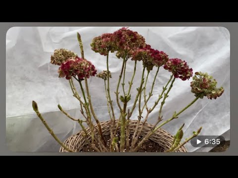 Видео: КАК ВЫГЛЯДЯТ ЦВЕТОЧНЫЕ ПОЧКИ КРУПНОЛИСТНЫХ ГОРТЕНЗИЙ