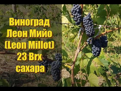 Видео: Виноград Леон Мийо (Leon Millot) 23 Brx сахара / уборка урожая и приготовление сухого вина.