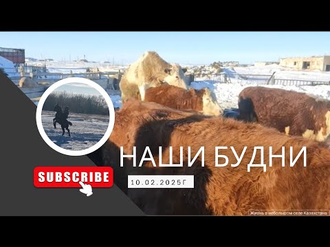 Видео: 10.02.2025г #Казахстан #селовказахстане #жизньвказахстане #жизньвдеревне #животные #хозяйство