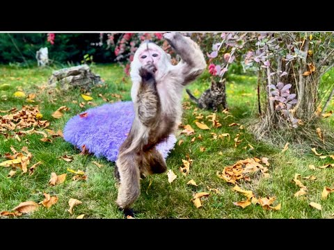 Видео: Вот это Финя РАЗБУШЕВАЛСЯ, с лежанкой БЕГАЕТ ПО ВСЕЙ ПОЛЯНЕ! 