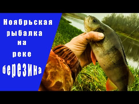 Видео: Осенняя рыбалка с фидером на реке Березина. Ловля фидером осенью.