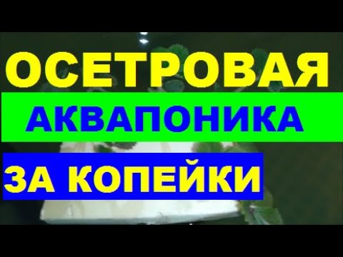 Видео: ОСЕТРОВАЯ АКВАПОНИКА ЗА КОПЕЙКИ