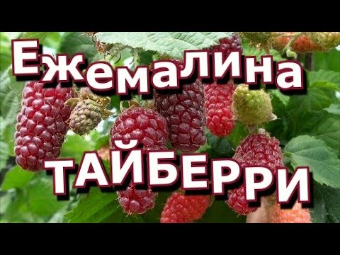 Видео: Обзор ежемалины Тайбери