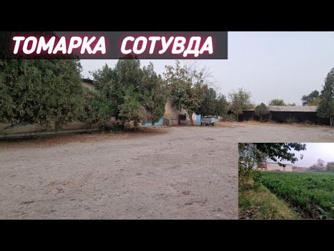 Видео: БИНО  СИ. БИЛАН ТОМОРКА  СОТИЛАДИ  СУРХОНДАРЁ  ОЛТИНСОЙ  