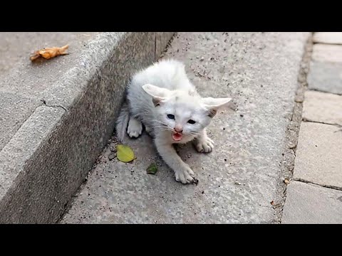 Видео: Грязный сердитый котёнок зашипел на меня, а, подойдя ближе, я был поражён его разноцветными глазами
