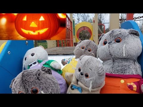 Видео: Утром гуляем с басиками. 