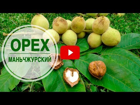 Видео: Маньчжурский орех ➡ Особенности выращивания 🌟 Полезные советы hitsadTV