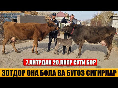 Видео: ЗОТДОР ОНА БОЛА ВА БУГОЗ СИГИРЛАР ОГАБЕК 13-11-2025г