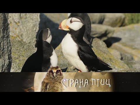Видео: Почему светится клюв? // Страна птиц @SMOTRIM_KULTURA