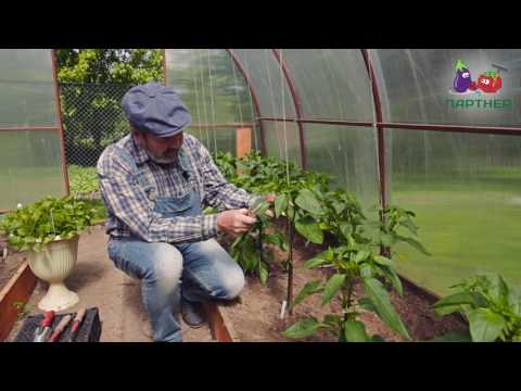 Видео: Как формировать перец