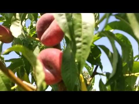 Видео: Персик Уфо - 2 , Інжирний персик раннього терміну дозрівання