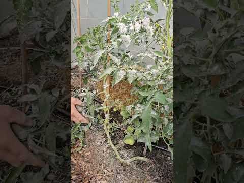 Видео: Колтучене, защо и как се прави.