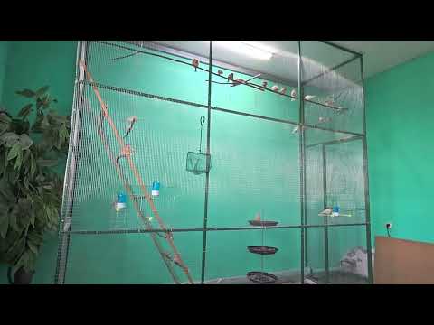 Видео: Канарейки- о вреде профилактики антибиотиками