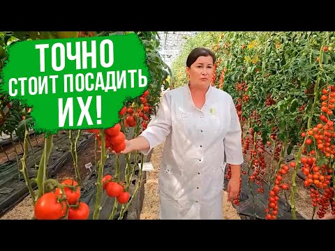 Видео: Показываем секреты выращивания овощей в теплице!